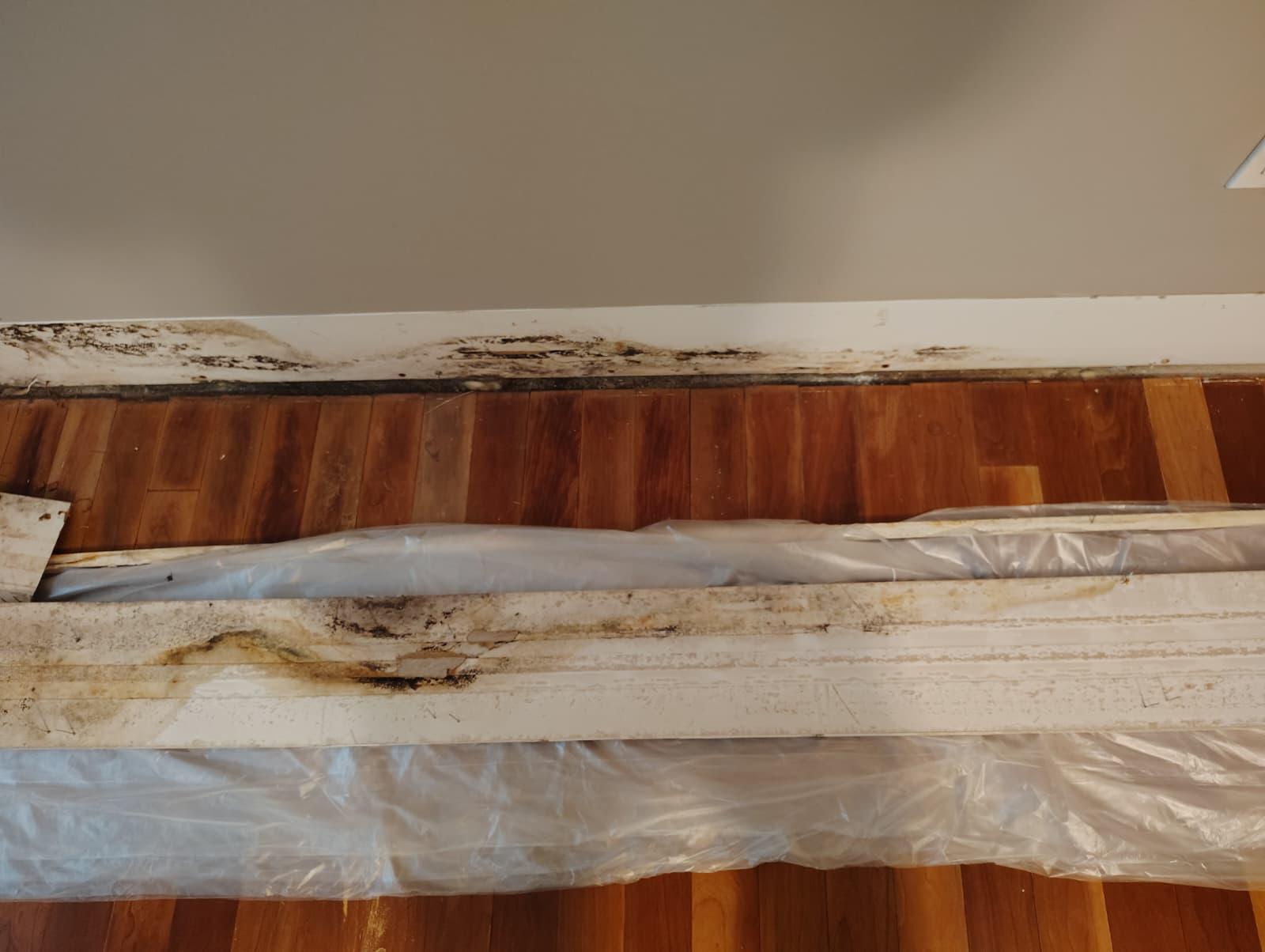 Close-up of removed baseboard trim showing mold and water damage